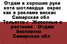 Отдам в хорошие руки кота шотландца (окрас как в рекламе вискас) - Самарская обл., Тольятти г. Животные и растения » Отдам бесплатно   . Самарская обл.